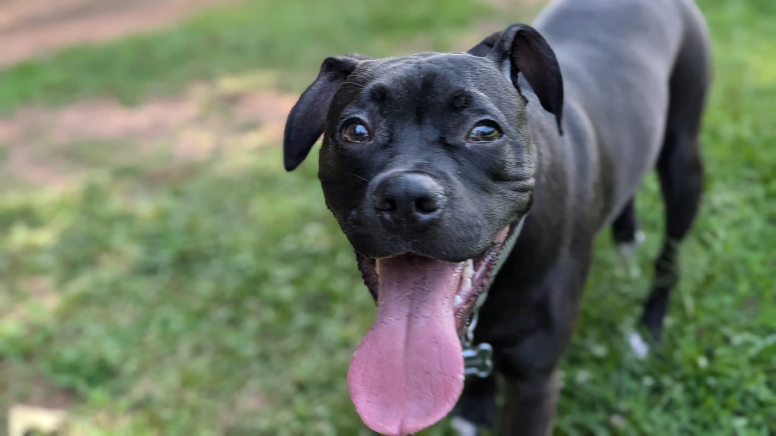 A black Staffordshire-type dog standing on grass with their head tilted and tongue hanging out, mouth open.